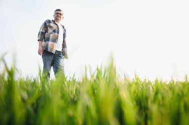 Portrait of senior farmer standing in wheat field examining crop during the day