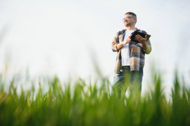 Genç bir çiftçi tarladaki buğday filizlerinin kalitesini kontrol eder. Tarım kavramı