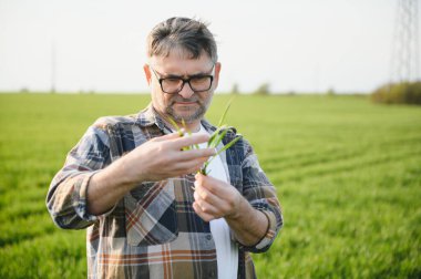 Portrait of senior farmer standing in wheat field examining crop during the day