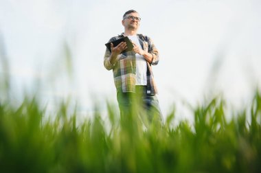 Deneyimli ve kendine güvenen bir çiftçi. Buğday tarlasında kıdemli çiftçi portresi