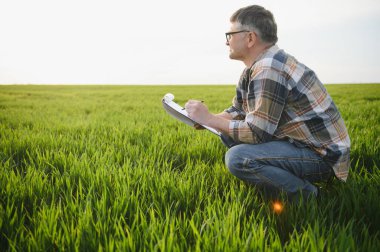 Buğday tarlasında kıdemli çiftçi ve mahsul inceleniyor