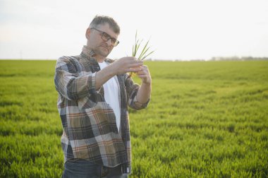 Genç bir çiftçi tarladaki buğday filizlerinin kalitesini kontrol eder. Tarım kavramı
