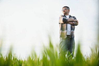 Yeşil buğday tarlasında duran kıdemli çiftçinin portresi