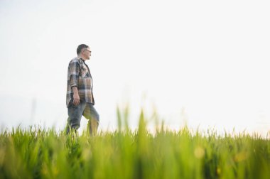 Genç bir çiftçi tarladaki buğday filizlerinin kalitesini kontrol eder. Tarım kavramı