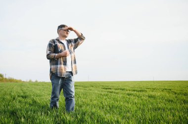 Buğday tarlasında kıdemli çiftçi ve mahsul inceleniyor