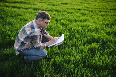 Buğday tarlasında kıdemli çiftçinin portresi. Başarılı organik gıda üretimi ve yetiştirilmesi