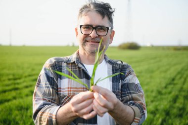 Portrait of senior farmer standing in wheat field examining crop during the day