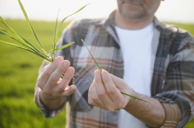 Portrait of senior farmer standing in wheat field examining crop during the day