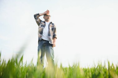 Portrait of senior farmer standing in wheat field examining crop during the day