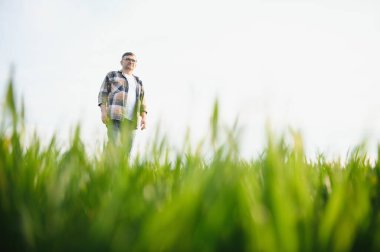 Buğday tarlasında kıdemli çiftçinin portresi. Başarılı organik gıda üretimi ve yetiştirilmesi