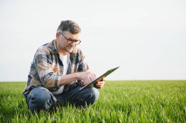 Genç bir çiftçi tarladaki buğday filizlerinin kalitesini kontrol eder. Tarım kavramı