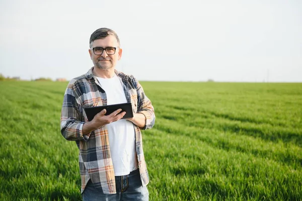 Portrait Senior Farmer Standing Wheat Field Examining Crop Day — Foto Stock