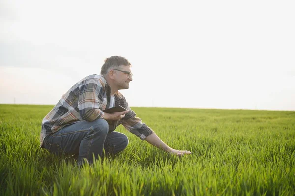 Senior Farmer Wheat Field Examining Crop — Stock Photo, Image