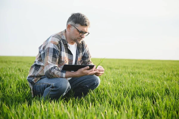 Portrét Vysoce Postaveného Zemědělce Pšeničném Poli Úspěšná Ekologická Produkce Pěstování — Stock fotografie