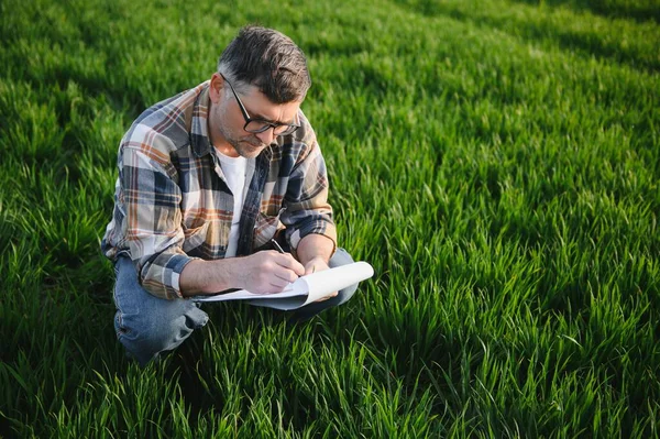 Ung Jordbrukare Inspekterar Kvaliteten Vetegroddar Fältet Begreppet Jordbruk — Stockfoto