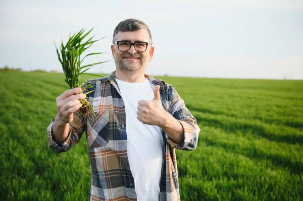 Deneyimli Kendine Güvenen Bir Çiftçi Buğday Tarlasında Kıdemli Çiftçi Portresi — Stok fotoğraf