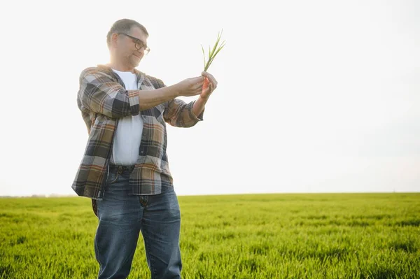 Portrait Senior Farmer Standing Green Wheat Field — Stock Photo, Image