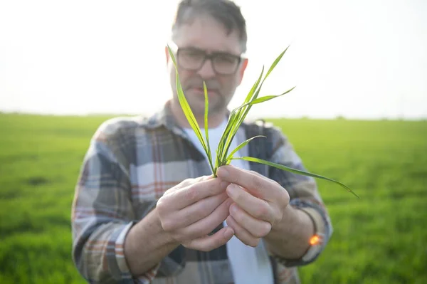 stock image A young farmer inspects the quality of wheat sprouts in the field. The concept of agriculture