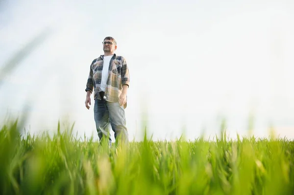 stock image Experienced and confident farmer on his field. Portrait of senior farmer agronomist in wheat field