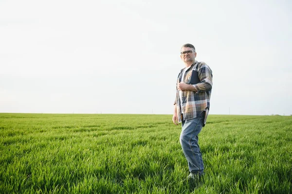 Buğday Tarlasında Kıdemli Çiftçinin Portresi Başarılı Organik Gıda Üretimi Yetiştirilmesi — Stok fotoğraf