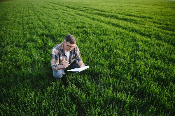 Portrait Senior Farmer Standing Wheat Field Examining Crop Day — Zdjęcie stockowe