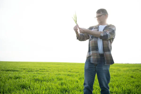 Portrait Senior Farmer Standing Wheat Field Examining Crop Day — Stockfoto