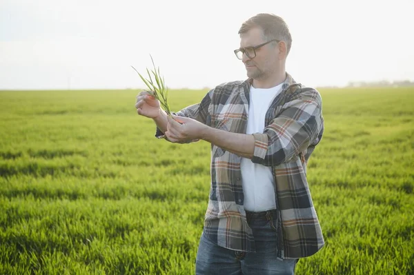 Portrait of senior farmer standing in wheat field examining crop during the day