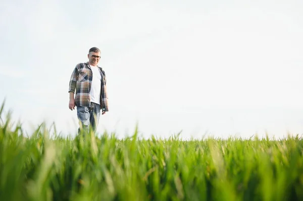 stock image Portrait of senior farmer standing in wheat field examining crop during the day