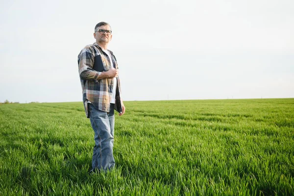 Deneyimli Kendine Güvenen Bir Çiftçi Buğday Tarlasında Kıdemli Çiftçi Portresi — Stok fotoğraf