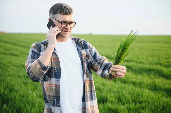 Portrait of senior farmer standing in wheat field examining crop during the day