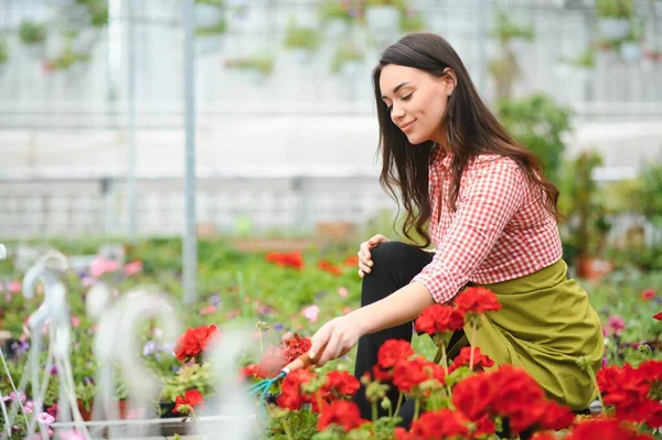 Cuidado Plantas Cultivo Plantas Interior Para Venta Florista Femenina Cuidando —  Fotos de Stock