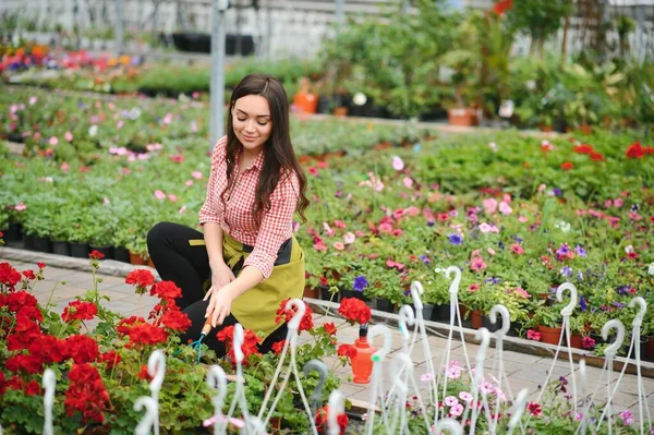 stock image Pretty female gardener taking care of plants in her flowers and plants shop - woman working in a greenhouse.