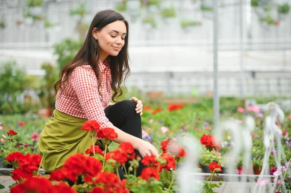 Plant Care Growing Houseplants Sale Female Florist Caring Plant Nursery — Stock Photo, Image