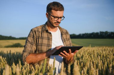 Buğday tarlasında çömelmiş ekinleri inceleyen çiftçi..
