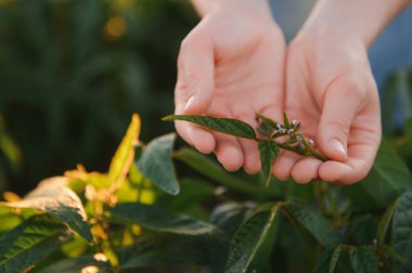 Çiftçinin elindeki soya fasulyesine yaklaş. Bitki bakımı ve koruma konsepti.