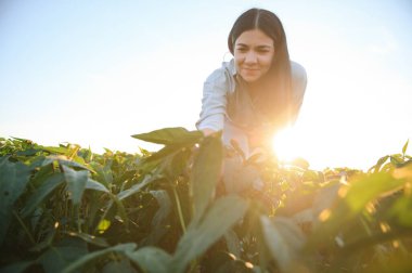 Beyaz kadın çiftlik işçisi yaz akşamları soya tarlasını inceliyor.