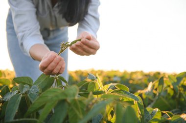 Tarladaki yeşil soya bitkilerini inceleyen dişi çiftçi ya da tarımcı.