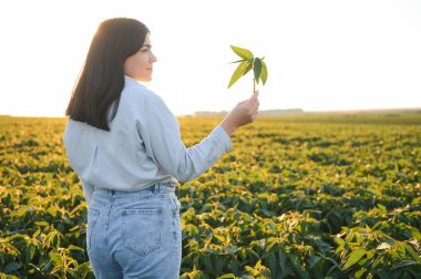 Tarladaki yeşil soya bitkilerini inceleyen dişi çiftçi ya da tarımcı.