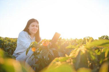 Tarladaki yeşil soya bitkilerini inceleyen dişi çiftçi ya da tarımcı.