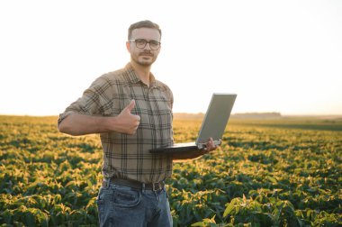 Agronomist tarlada yetişen soya fasulyesi ekinlerini inceliyor. Tarım üretim konsepti. Genç tarımcı yazın tarlada soya fasulyesi mahsulünü inceliyor. Soya tarlasında çiftçi.