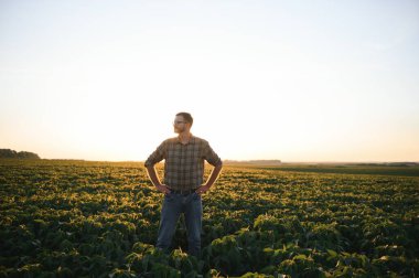 Soya tarlasında çiftçi. Açık havada büyümek