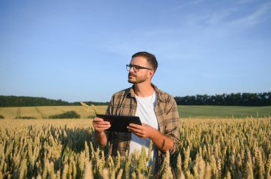 Gün batımında buğday tarlasında çiftçi adam. Çiftçilik ve tarım ürünleri.