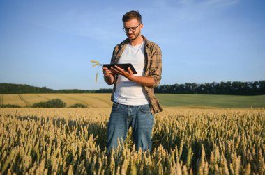 Buğday tarlasında çömelmiş ekinleri inceleyen çiftçi..