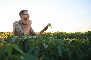 Soya tarlasında çiftçi. Açık havada büyümek