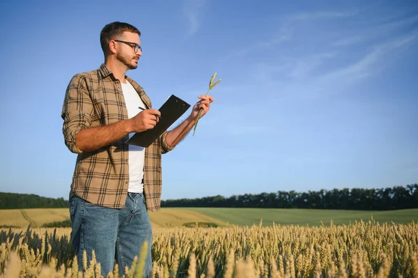Фермер Пшеничном Поле Время Сбора Урожая — стоковое фото