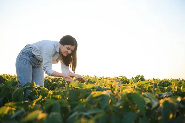 Женщина Фермер Агроном Изучает Растения Зеленой Сои Полевых Условиях — стоковое фото