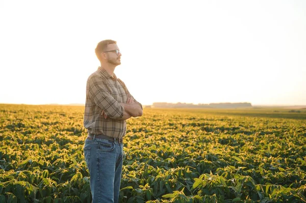 Agronomist tarlada yetişen soya fasulyesi ekinlerini inceliyor. Tarım üretim konsepti. Genç tarımcı yazın tarlada soya fasulyesi mahsulünü inceliyor. Soya tarlasında çiftçi.