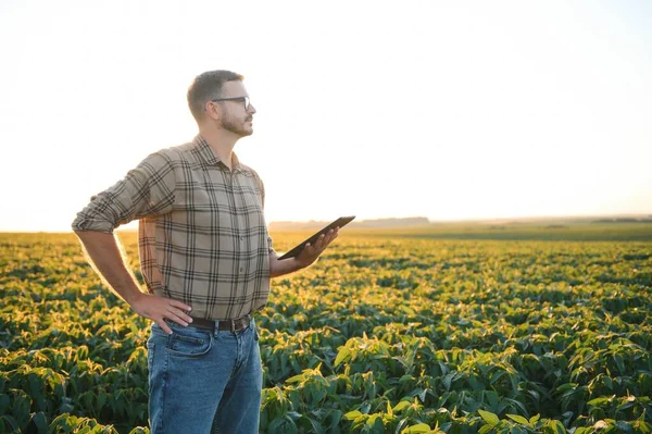 若いハンサムな農業エンジニア 初夏の手でタブレットと大豆の分野 — ストック写真