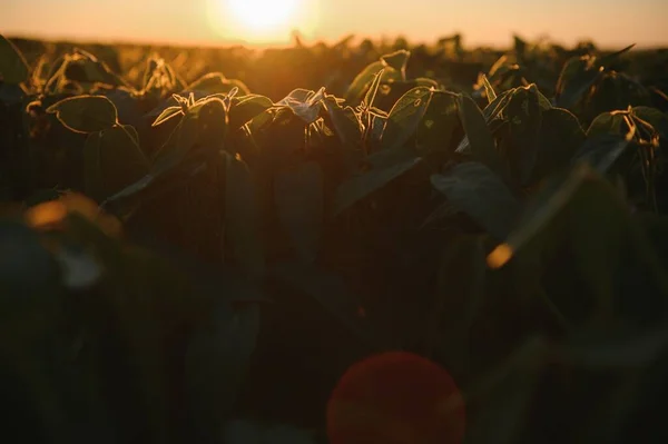 日落时农田里的大豆植物 有选择的重点 — 图库照片