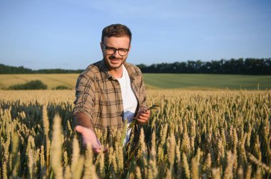 Buğday tarlasında çömelmiş ekinleri inceleyen çiftçi..